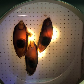 Shedd Aquarium - Shark Eggs! - Aquariums Near Me - Chicago, Illinois Shedd Aquarium - Shark Eggs! - Aquariums Near Me - Chicago, Illinois
