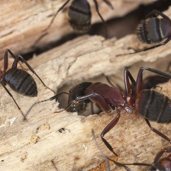 Eco Pest Solutions - Pest Control Near Me - Langley, British Columbia Eco Pest Solutions - Pest Control Near Me - Langley, British Columbia