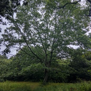 Haley Farm State Park - Trees - Parks Near Me - Groton, Connecticut