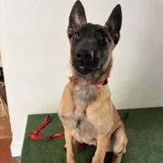 DUO K9 - Updated August 2025 - Request Consultation - 16