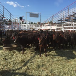 Sisters Rodeo Association