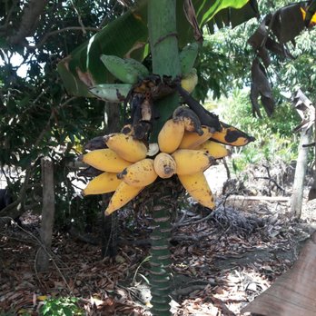 Fresh Gardens - Thai bananas! Delicious! - Food Tours Near Me - Homestead, Florida Fresh Gardens - Thai bananas! Delicious! - Food Tours Near Me - Homestead, Florida