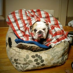 Stokesdale Veterinary Hospital - Recovering from her spay!