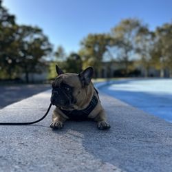 Blunt K9 - Meet Oliver, a 6-year-old Frenchie on our Board & Train Program.