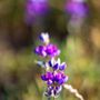 Photo of Glenwood Open Space Preserve