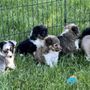 Photo of Preppy Pups