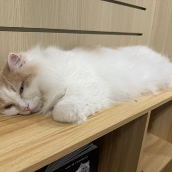 Cat Cafe Moff - Themed Cafes Near Me - Honolulu, Hawaii Cat Cafe Moff - Themed Cafes Near Me - Honolulu, Hawaii