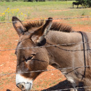 Phoenix Nest Guest Houses - Guest Houses Near Me - Llano, Texas