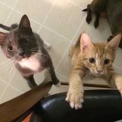 Top Dog Pet Sitter - A few of the crew