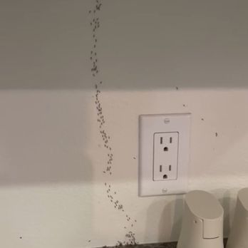 HomeShield Pest Control - Ants from nowhere, not sure where it is from.... - Pest Control Near Me HomeShield Pest Control - Ants from nowhere, not sure where it is from.... - Pest Control Near Me