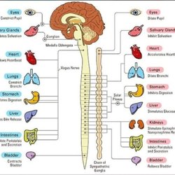 Train of Thought Psychology & Neurofeedback - Neurofeedback & Heart Rate Variabilty  Training enable the Nervous System to disloge patterns asssociated with stress and activate healing.