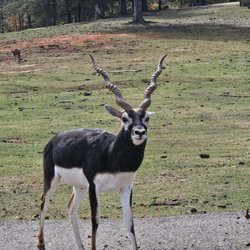 Pine Mountain Wild Animal Park
