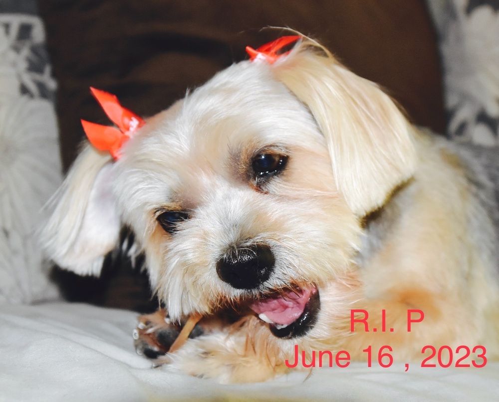 THE HUMANE SOCIETY Updated September 2024 75 Photos & 238 Reviews 374 W Orange Show Rd