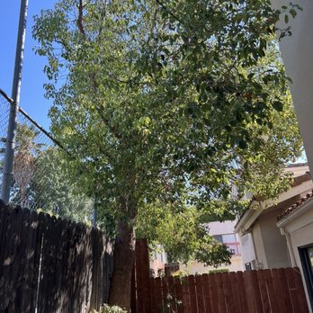 Best Way Tree Care - BEFORE the tree was trimmed - Tree Services Near Me