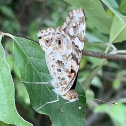 Timber Point Lake - Butterfly