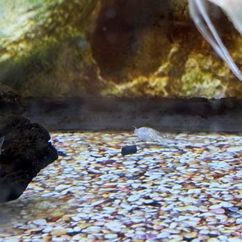 Petco - Dead fish - Pet Training Near Me - Las Vegas, Nevada Petco - Dead fish - Pet Training Near Me - Las Vegas, Nevada