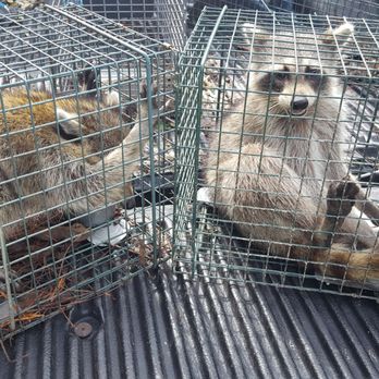 Pesky Varmints - Wildlife trapping services. Bringing wildlife back to the wild in a safe and humane way. - Wildlife Control Near Me