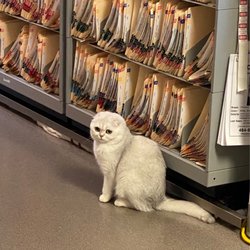Allentown Cat Clinic - Gertie being her beautiful self
