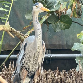 The Florida Aquarium - Close up of the stork. - Aquariums Near Me - Tampa, Florida