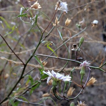 Solstice Canyon - Close up of the flowers - Parks Near Me - Malibu, California