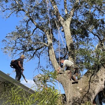 All American Tree Surgeons - Tree Services Near Me - St Augustine, Florida