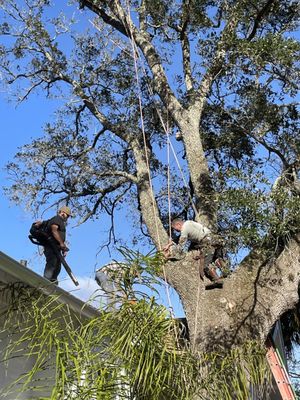 Tree Trimming! - We specialize in Tree Care, of any Kind!! Bringing nearly 2 Decades of expertise to every Job! Not only do we remove unwanted trees, but also cleaning up and trimming to boost the value of your Property!! Whether in between houses or just an eye sore we can solve your Tree Problems!! Call Today! We Cover anything from Residential to Commercial Properties!!