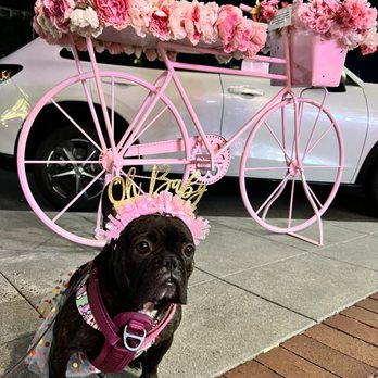 Pink Rose Cafe - Outside Pink Rose Cafe. Frenchie: "Olive". - Coffee & Tea Near Me - La Mesa, California Pink Rose Cafe - Outside Pink Rose Cafe. Frenchie: "Olive". - Coffee & Tea Near Me - La Mesa, California