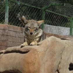 Zoológico Parque Morelos