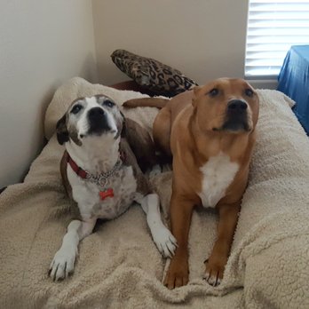 Wolf Gate Pet Services - Love Birds. - Pet Boarding Near Me Wolf Gate Pet Services - Love Birds. - Pet Boarding Near Me
