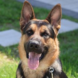 K9 Better
