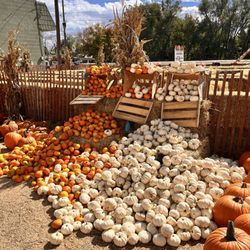 Rocky Mountain Pumpkin Ranch Inc