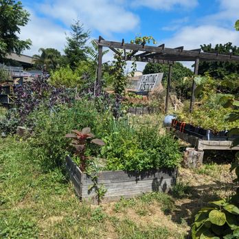 Planting Justice - a garden with a variety of plants - Community Service/Non-Profit Near Me - Oakland, California Planting Justice - a garden with a variety of plants - Community Service/Non-Profit Near Me - Oakland, California