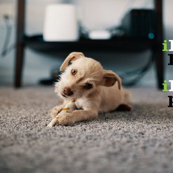 iDeal Floors - a dog laying on the floor - Flooring Near Me - Garland, Texas iDeal Floors - a dog laying on the floor - Flooring Near Me - Garland, Texas