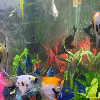 Upscale Aquatics - Aquarium Services Near Me - Cornelius, North Carolina
