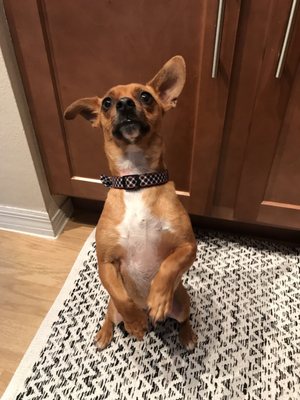 humane society coastland mall