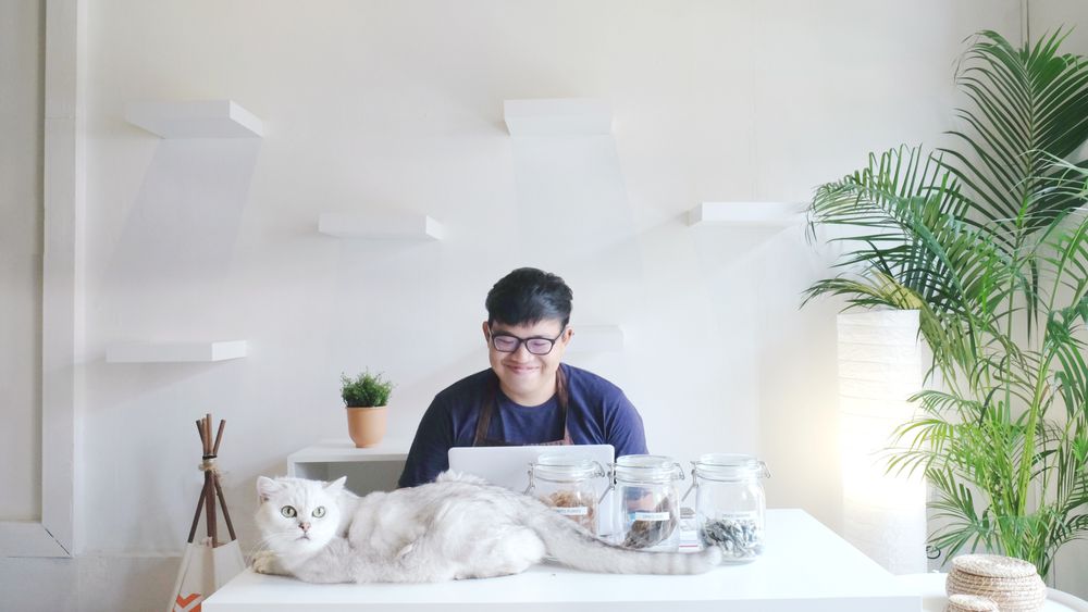 Nekoya Cat Hotel