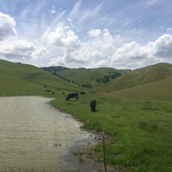 Contra Loma Regional Park - You can hike all this area but beware there are cows - Parks Near Me - Antioch, California Contra Loma Regional Park - You can hike all this area but beware there are cows - Parks Near Me - Antioch, California