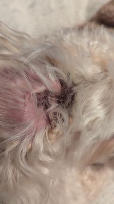 Noni's Pet Boutique & Grooming by null