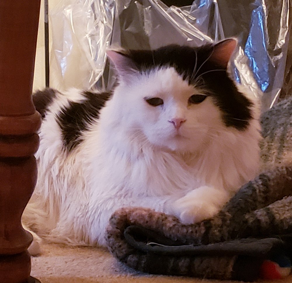 ANIMAL HOSPITAL OF THOUSAND OAKS 66 Photos & 84 Reviews 1772 E