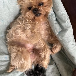 This is Basil a tomato of surgery but it was Jazz that gave us the information need and rehab he need! This is Basil a tomato of surgery but it was Jazz that gave us the information need and rehab he need!