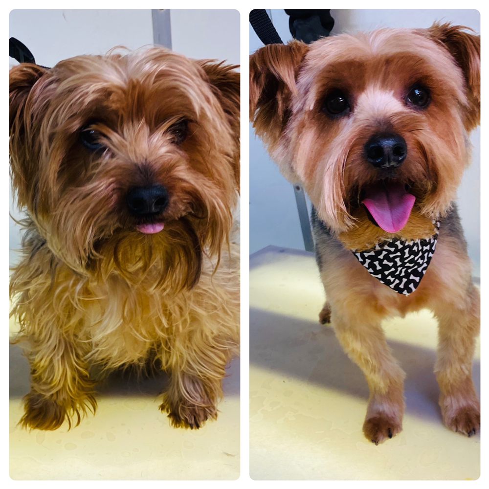 POSH PAWS MOBILE PET SALON 31 Photos Little Rock, Arkansas Pet