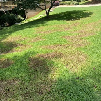 Weed Man - After a year of Weedman services they kill half the weeds leave half the weeds. After a year of their services why! - Pest Control Near Me - Roswell, Georgia Weed Man - After a year of Weedman services they kill half the weeds leave half the weeds. After a year of their services why! - Pest Control Near Me - Roswell, Georgia