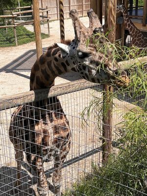 Abilene Zoo by null