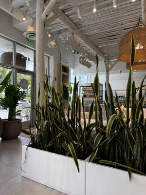 Pura Vida Miami by null