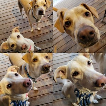 Pup Hub Dog Boarding - Artie and Gwen enjoying their stay! - Pet Boarding Near Me - Hurst, Texas Pup Hub Dog Boarding - Artie and Gwen enjoying their stay! - Pet Boarding Near Me - Hurst, Texas