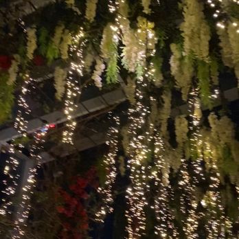 Catch - Flowers - Sushi Bars Near Me - West Hollywood, California