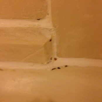Quality Inn & Suites - Black mold - Hotels Near Me - Hobbs, New Mexico