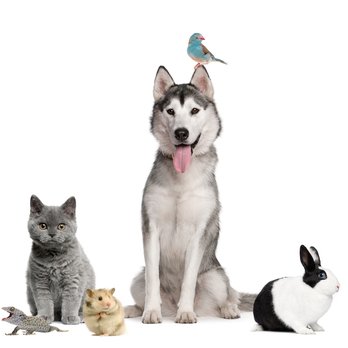 MZ Pet Sitting Services - Pet Sitting Near Me MZ Pet Sitting Services - Pet Sitting Near Me