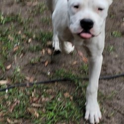 C and C K9 Kennel
