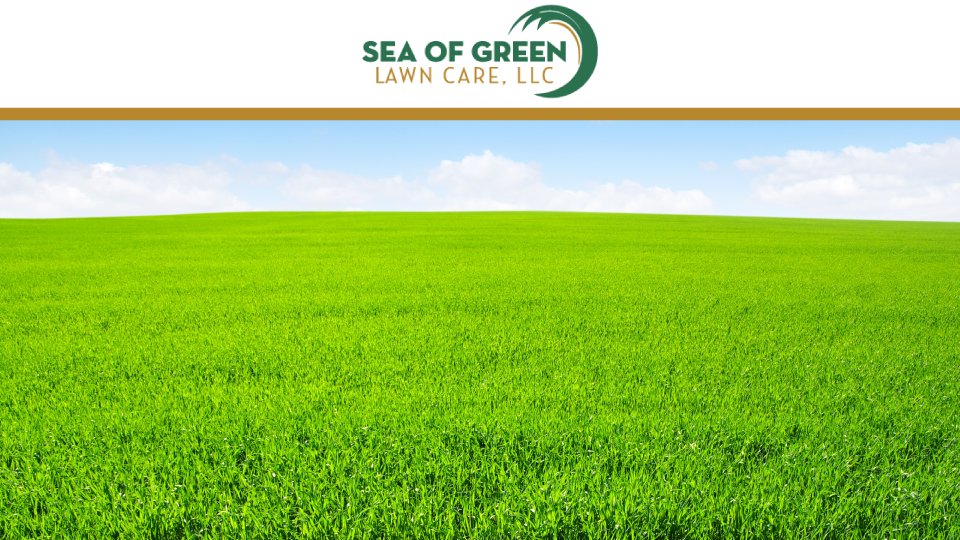 SEA OF GREEN LAWN CARE Updated September 2024 61 Main St, Byfield